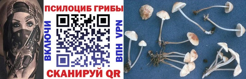 кракен ССЫЛКА  Шлиссельбург  Галлюциногенные грибы Psilocybine cubensis 